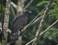 Black Hawk-Eagle