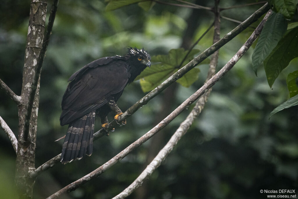 Black Hawk-Eagle, close-up portrait