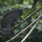 Aigle tyran
