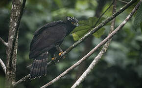 Black Hawk-Eagle