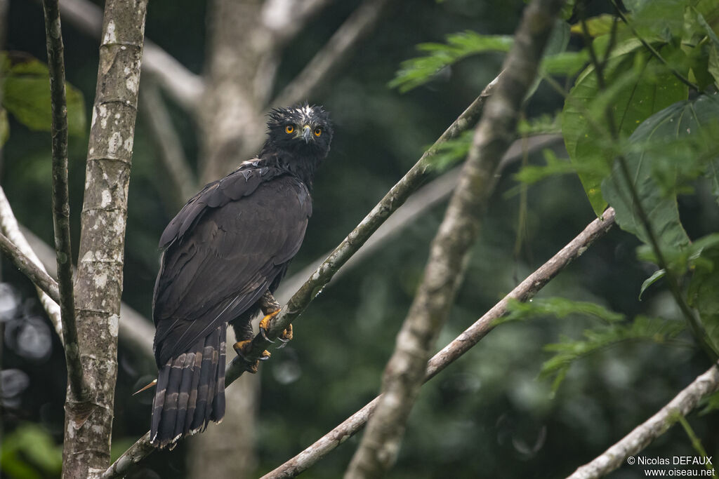 Black Hawk-Eagle, close-up portrait