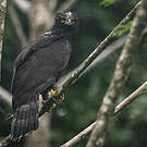 Aigle tyran
