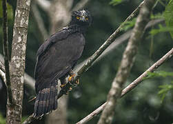 Black Hawk-Eagle