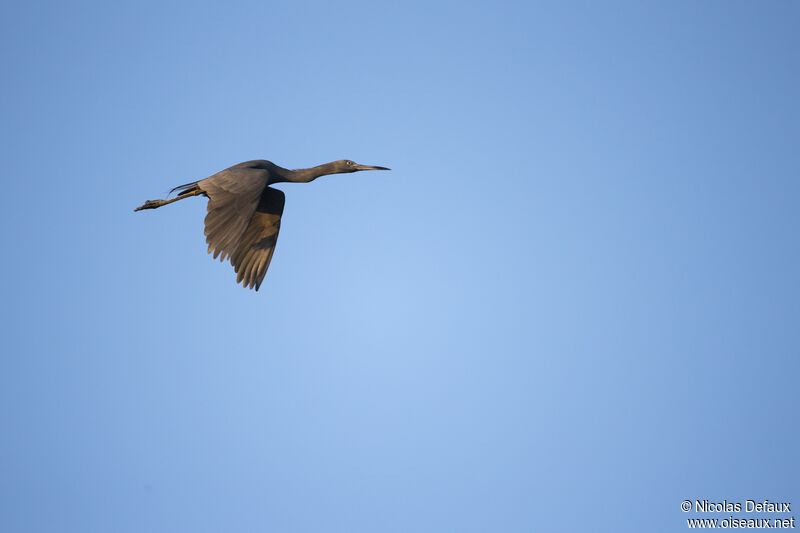 Little Blue Heron, Flight