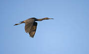 Aigrette bleue