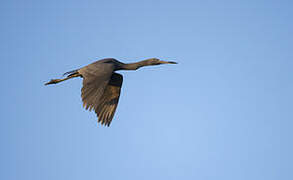 Little Blue Heron