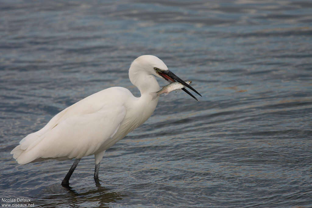 Aigrette garzetteadulte, régime, mange
