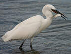 Aigrette garzette