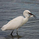 Little Egret