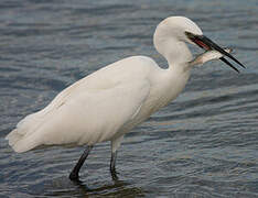 Aigrette garzette