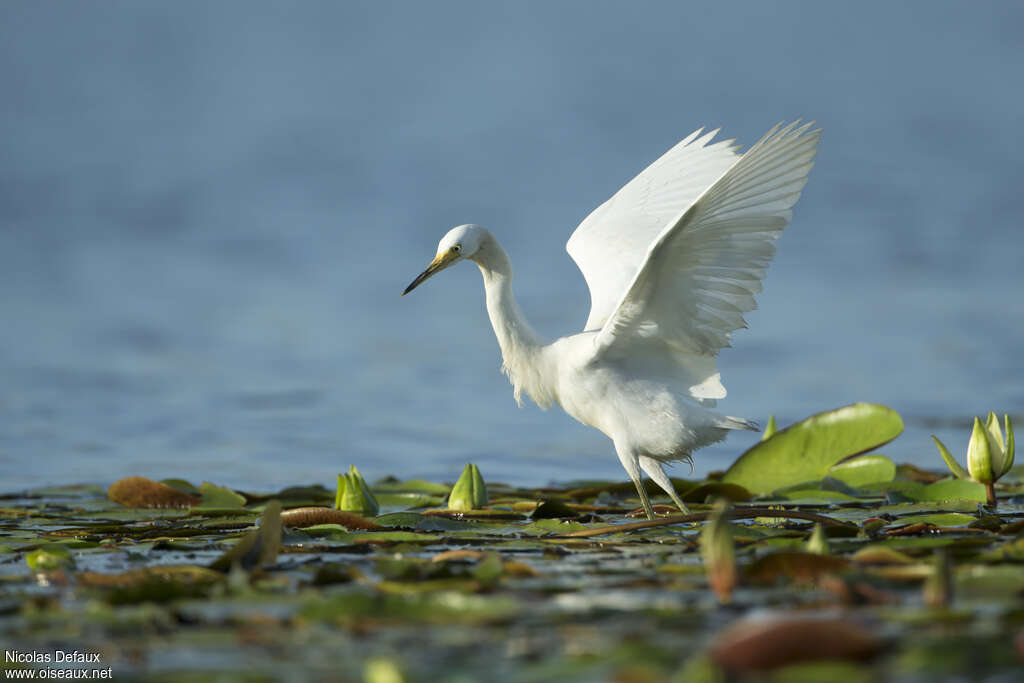 Snowy Egret