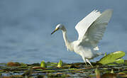 Aigrette neigeuse