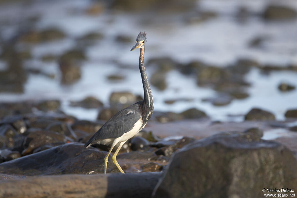 Aigrette tricolore