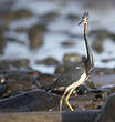 Aigrette tricolore