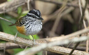 Guianan Warbling Antbird