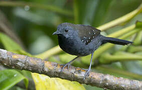 Black-throated Antbird