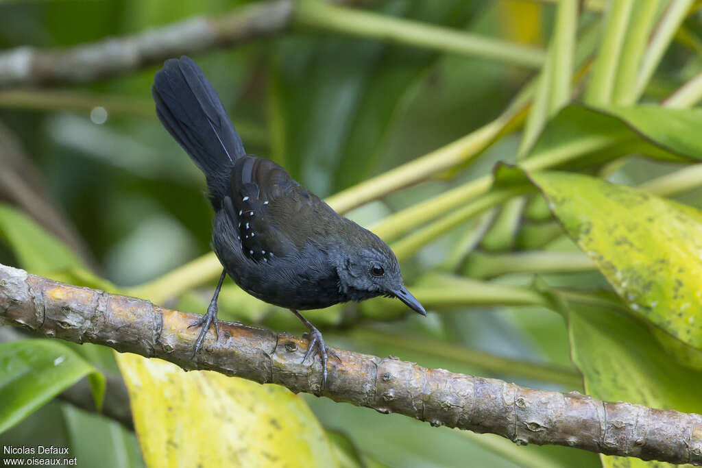 Black-throated Antbird male adult