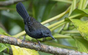 Black-throated Antbird