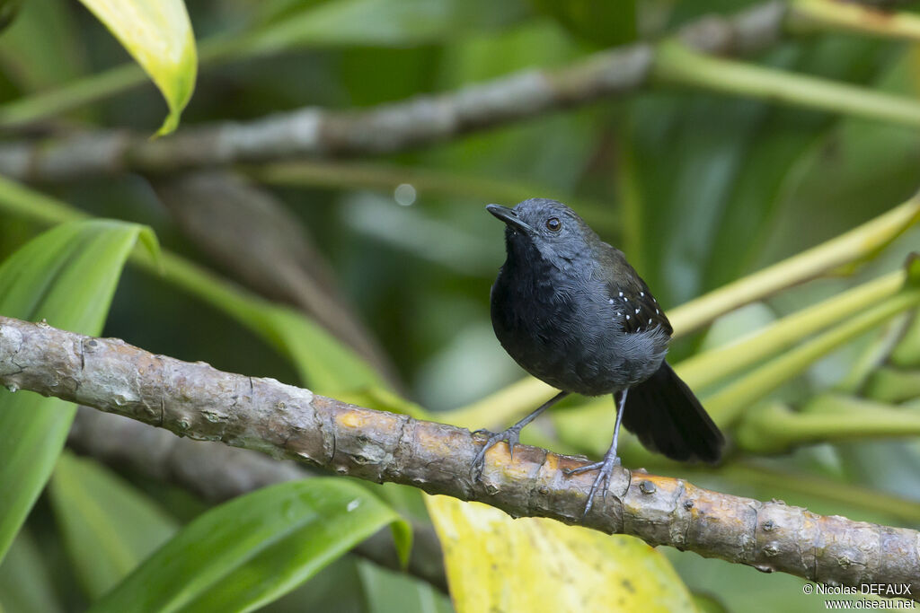 Black-throated Antbird