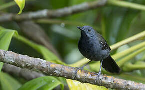 Black-throated Antbird