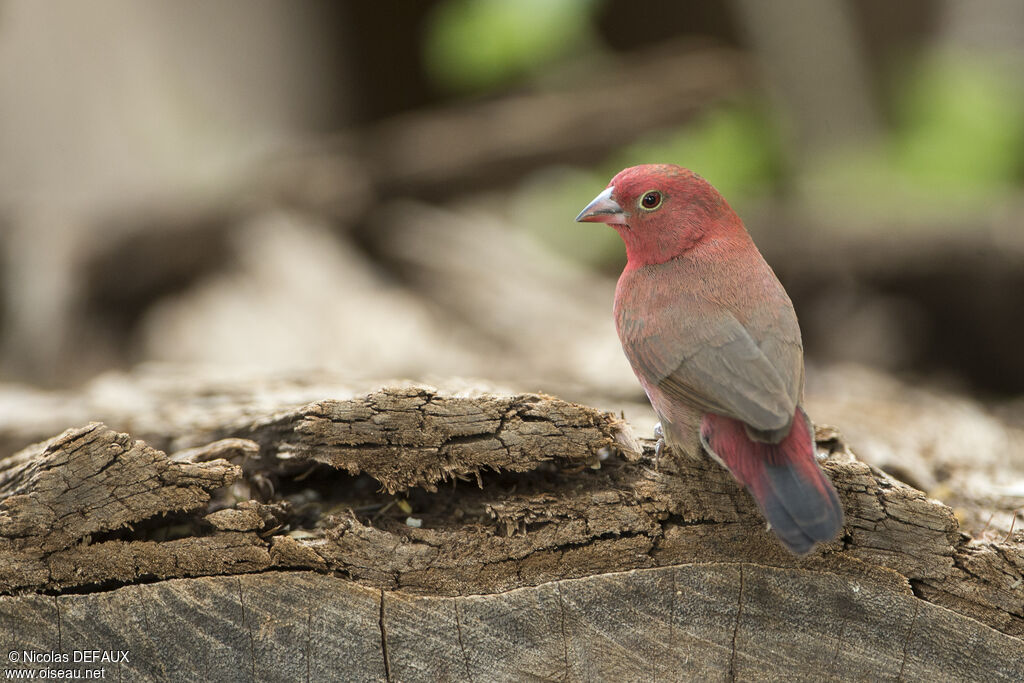 Red-billed Firefinch male adult, close-up portrait, eats