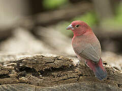 Red-billed Firefinch