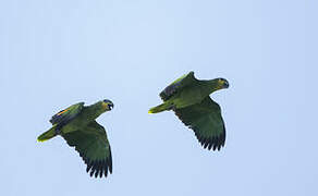 Orange-winged Amazon