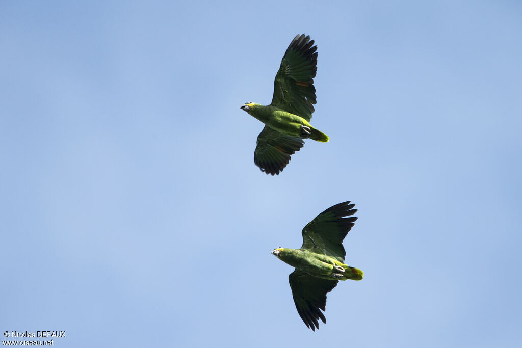 Orange-winged Amazon, Flight