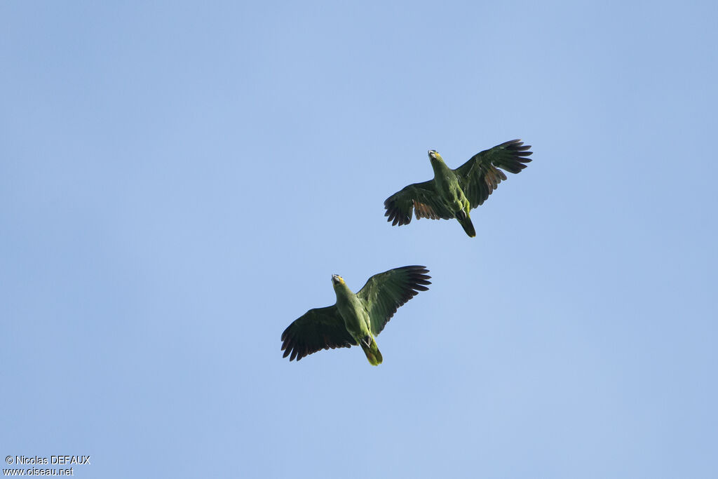 Orange-winged Amazon, Flight