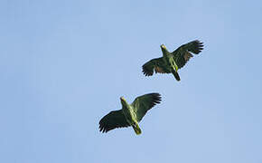 Orange-winged Amazon