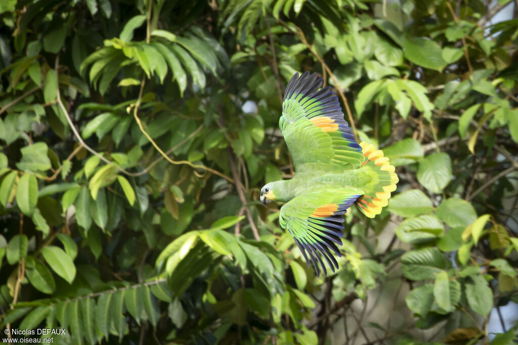 Orange-winged Amazon, Flight