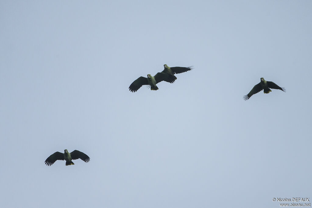 Mealy Amazon, Flight