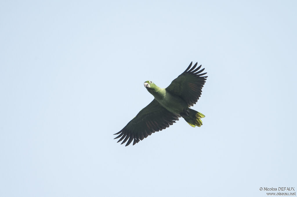 Mealy Amazon, Flight