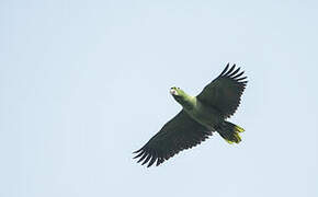 Southern Mealy Amazon