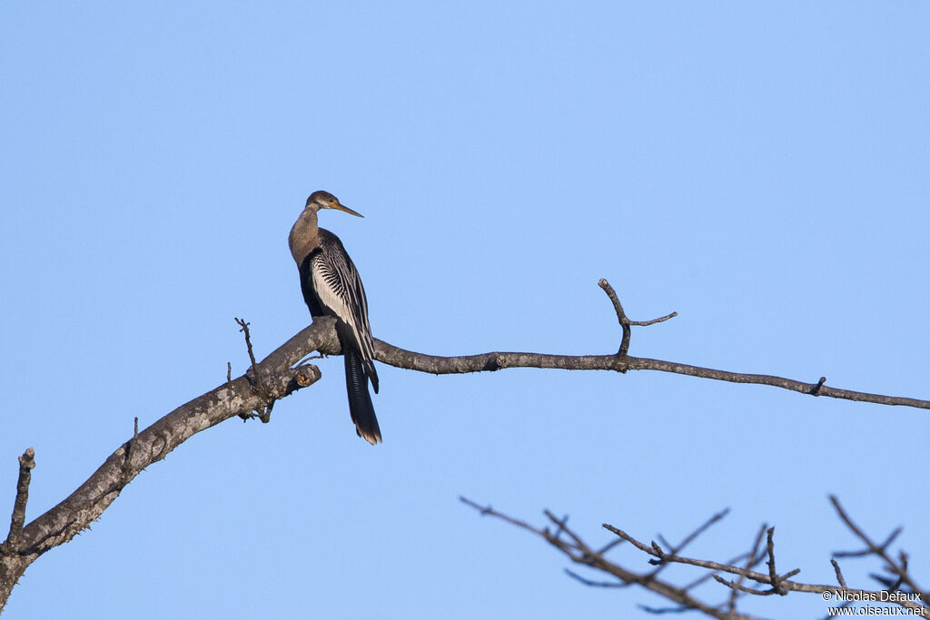 Anhinga