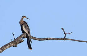 Anhinga d'Amérique