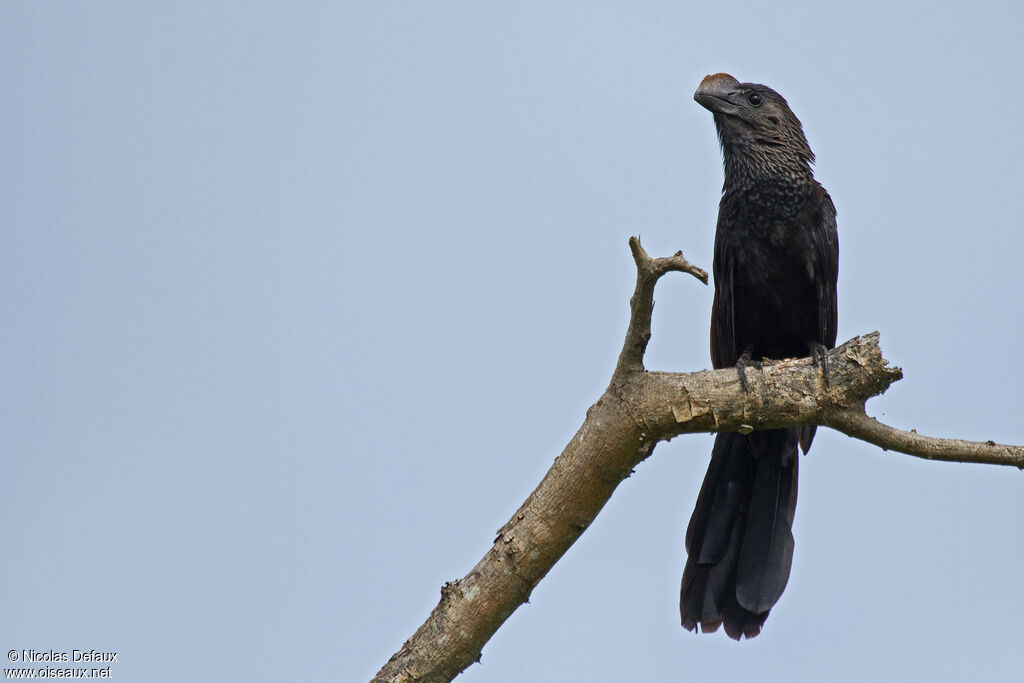 Smooth-billed Ani