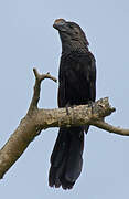 Smooth-billed Ani