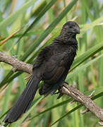 Smooth-billed Ani