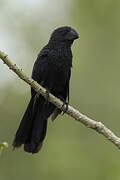 Smooth-billed Ani