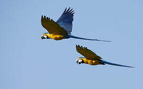 Blue-and-yellow Macaw