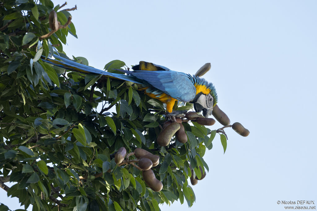 Ara bleu, portrait, mange