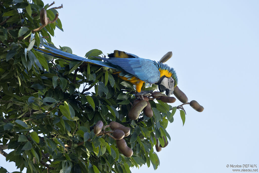 Blue-and-yellow Macaw, close-up portrait, eats