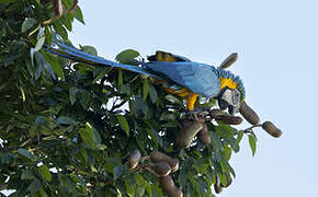 Blue-and-yellow Macaw