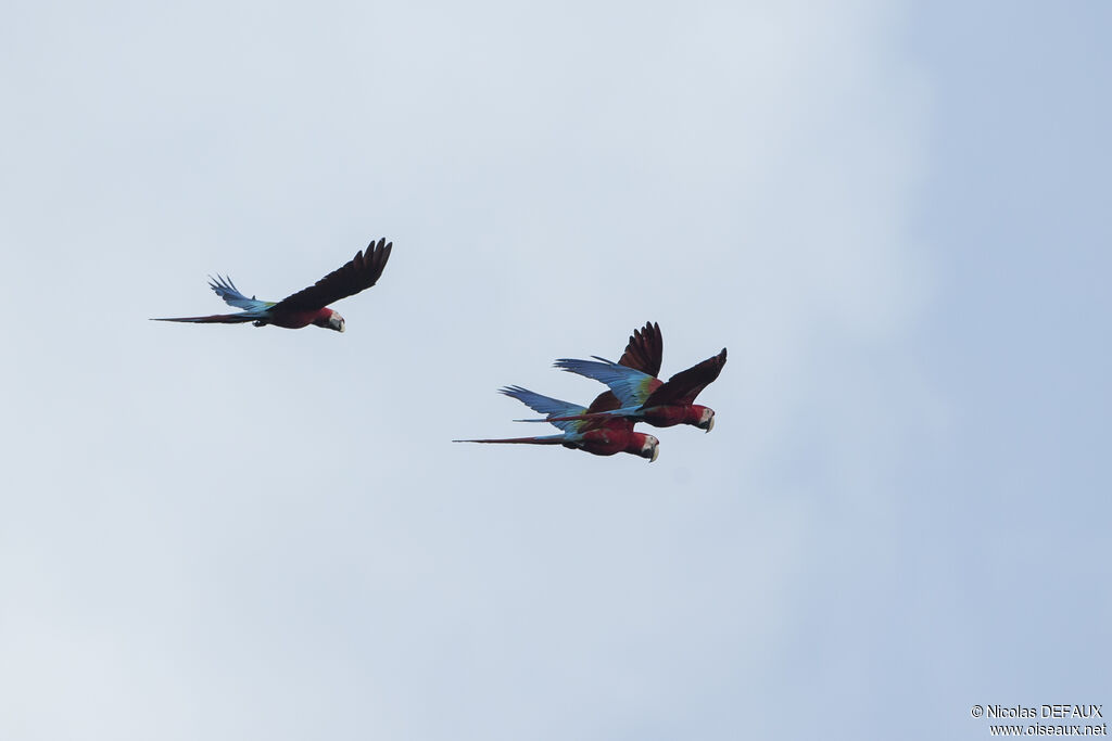 Red-and-green Macaw, Flight