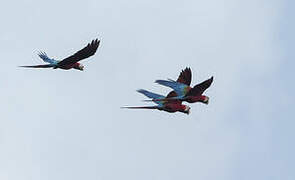 Red-and-green Macaw