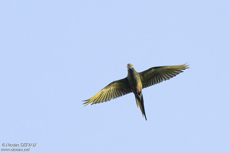 Red-bellied Macaw, Flight
