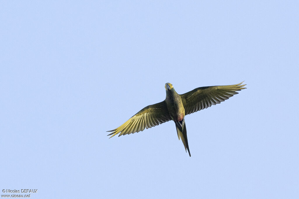 Red-bellied Macaw, Flight