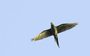 Red-bellied Macaw