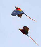 Scarlet Macaw